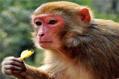 属猴适合什么水晶 眉毛淡的面相